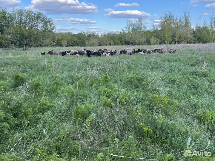 Овцематки с ягнятами