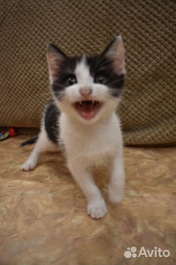 Котенок