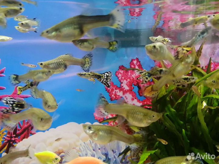 Продам гуппи