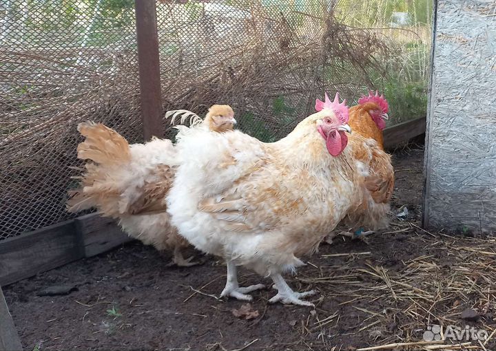 Семьи мясо-яичных пород кур