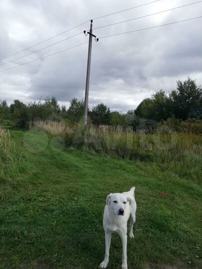 Участок 7,6 сот. (СНТ, ДНП)