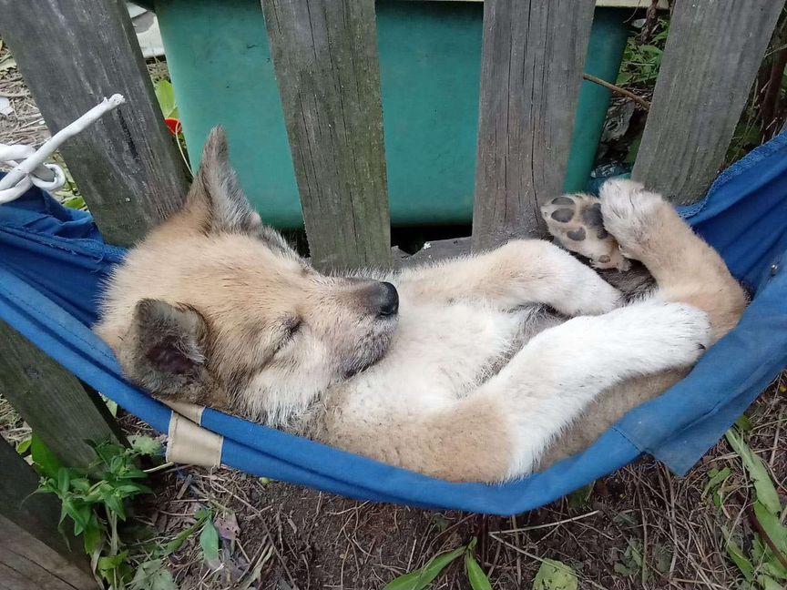 Милые щенята ждут своих хозяев