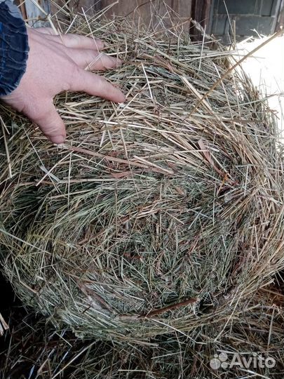 Сено в мини рулонах