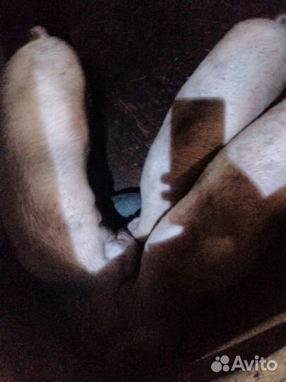 Поросята ландрас