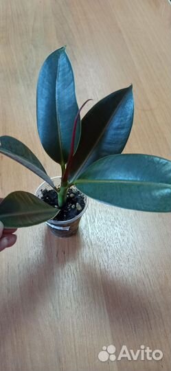 Фикус эластика