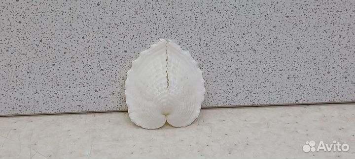 Кордилум Кардисса сердце 3 ракушка