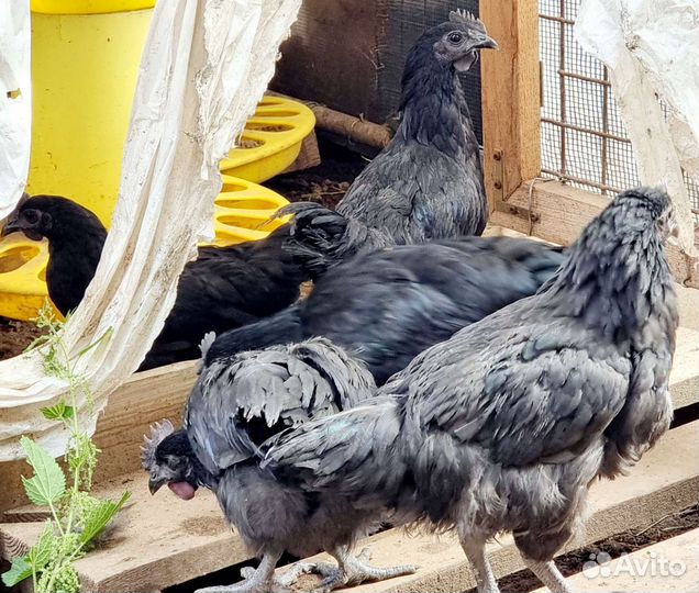 Петух Ухейилюй