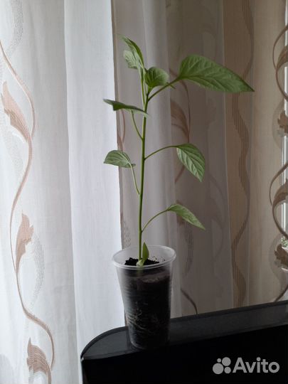 Рассада сладкого и горького перца