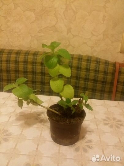 Мята комнатная, также есть мята для сада