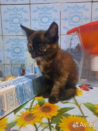 Кошка девочка в дар