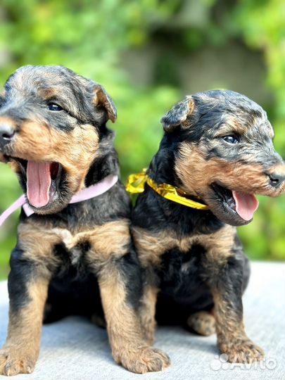 Щенки эрдельтерьера
