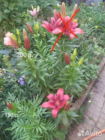 Лилия луковицы