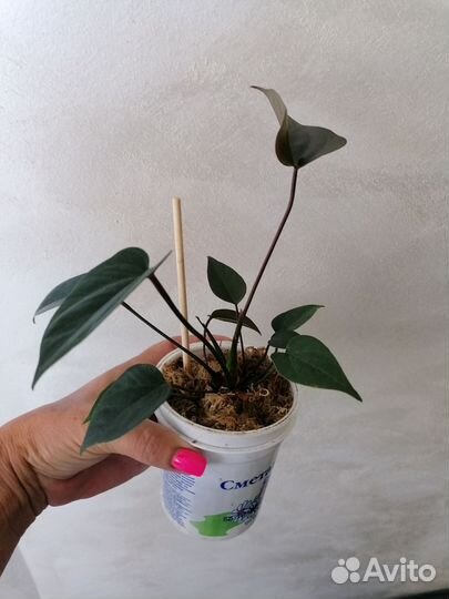 Антуриум Black Lоve