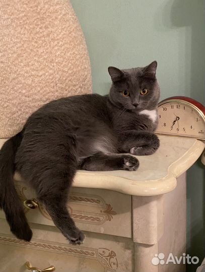 Зооняня, передержка в хороших условиях