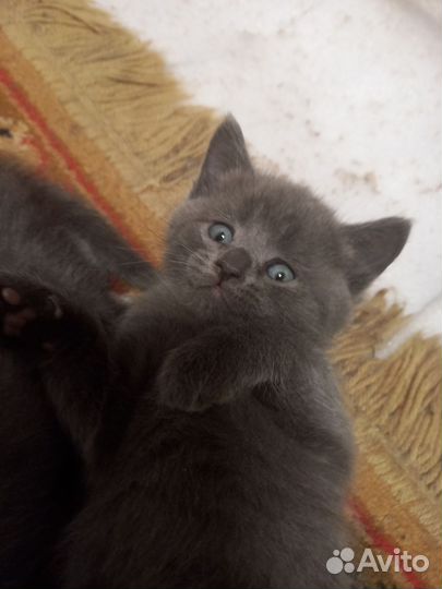 Котята отдам бесплатно