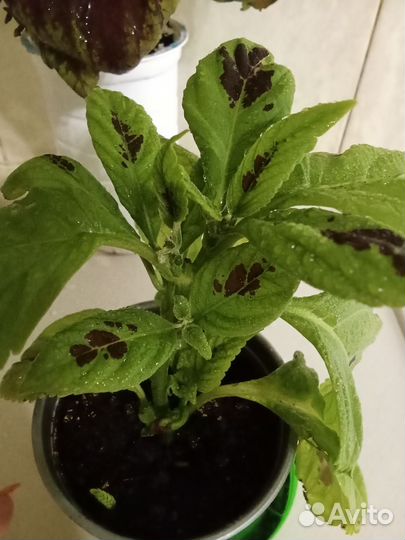 Колеус крупный