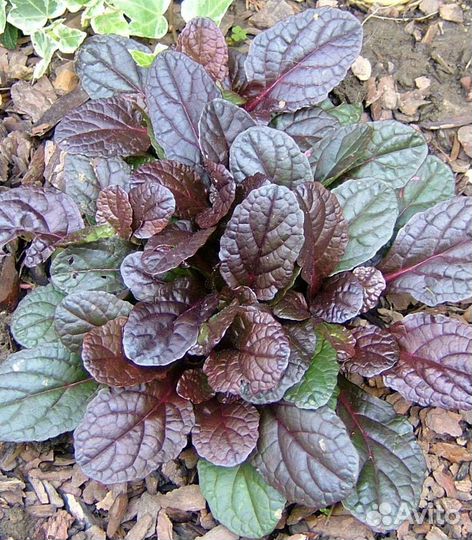 Живучка ползучая