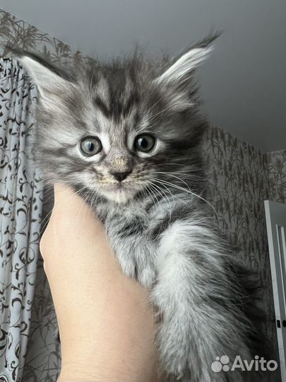 Девочка мейн-кун