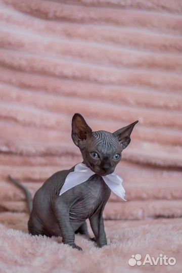 Канадский сфинкс