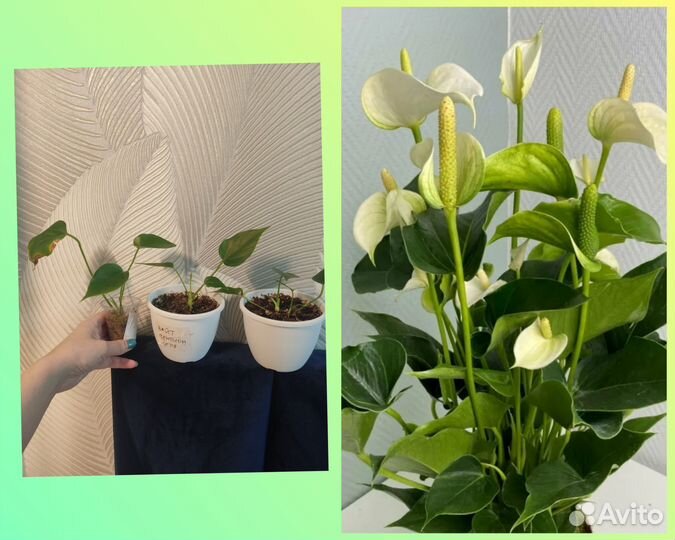 Антуриум Лили ред, вайт, зизу, вайт чемпион, белый