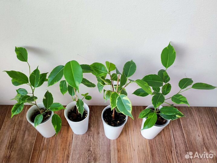 Фикус Бенджамина Бафт плетный