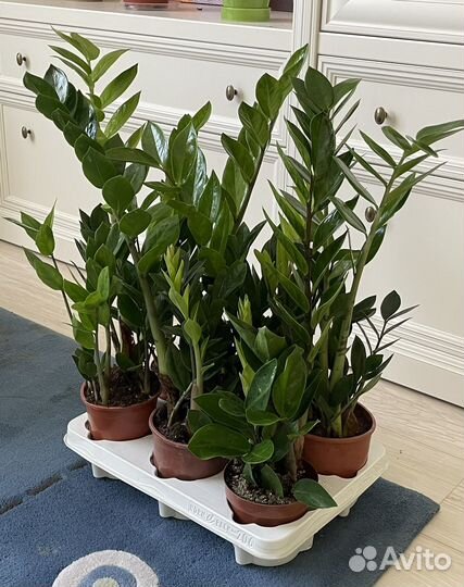 Замиокулькас