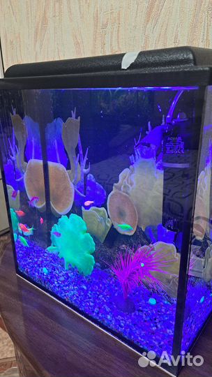 Аквариум 20л со всем содержимым