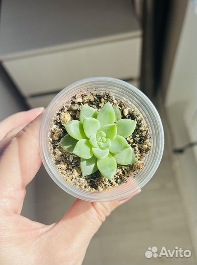 Суккуленты