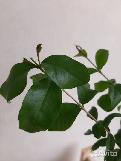 Мирт крупнолистный