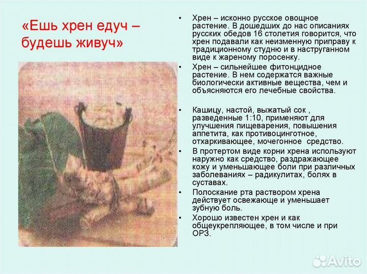 Хрен столовый