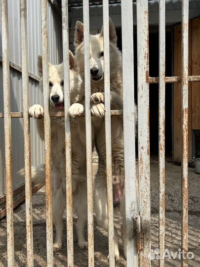 Очаровательные кобель и сука в потсках хозяев