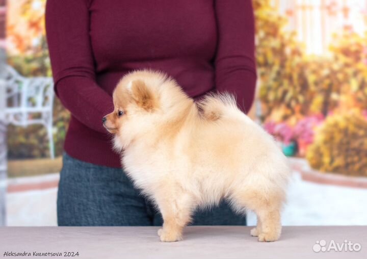 Щенки шпица