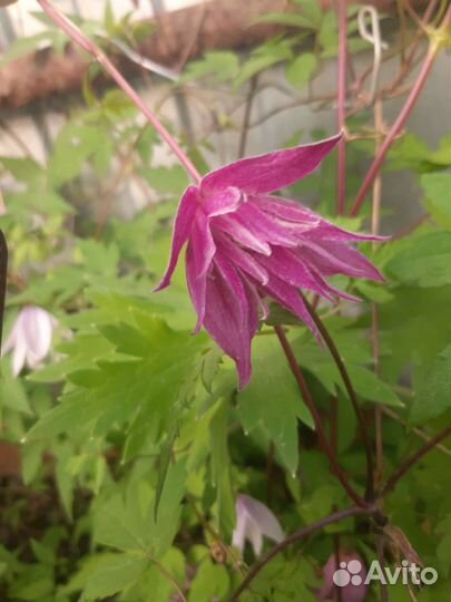 Княжики саженцы