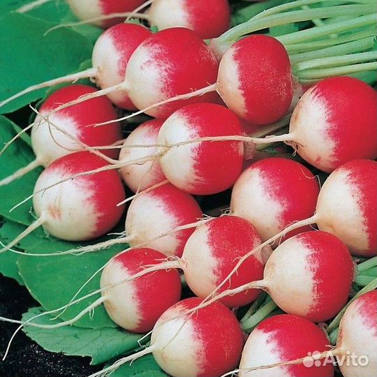 Семена сортового редиса