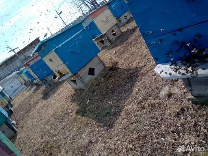 Пчелосемьи, пакеты, пчеломатки