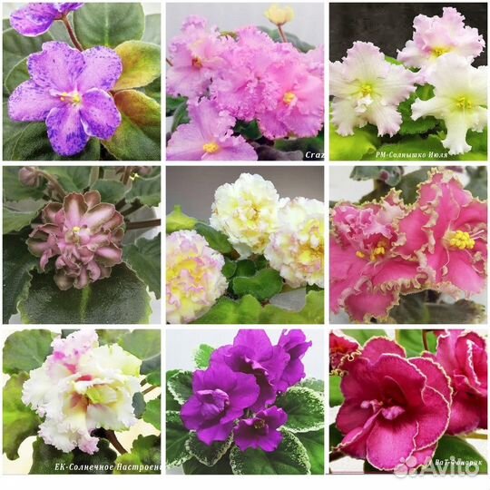 Фиалки сорт