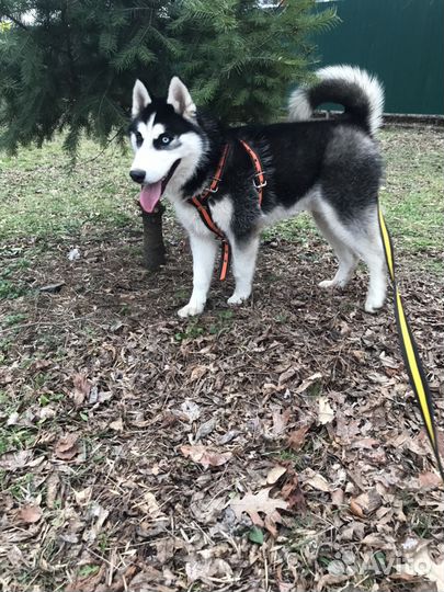 Кобель сибирской хаски на вязку