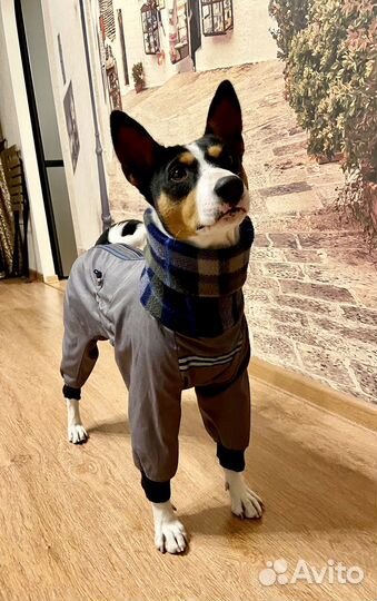 Комбинезон для басенджи