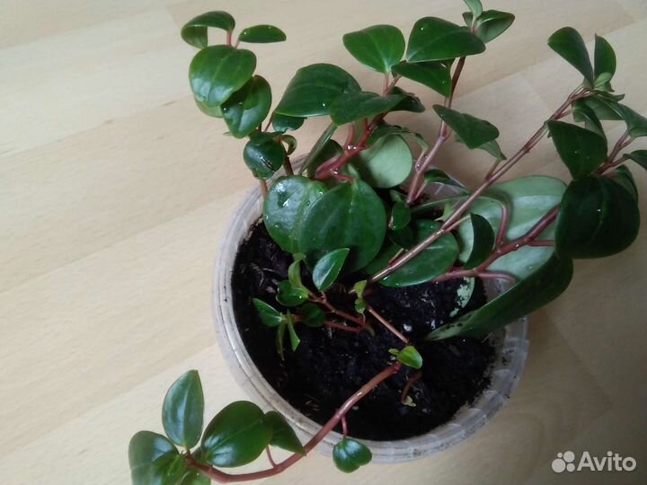 Пеперомия, цисус, папоротник, традисканции