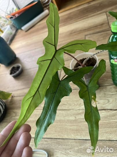 Алоказия Сабрина