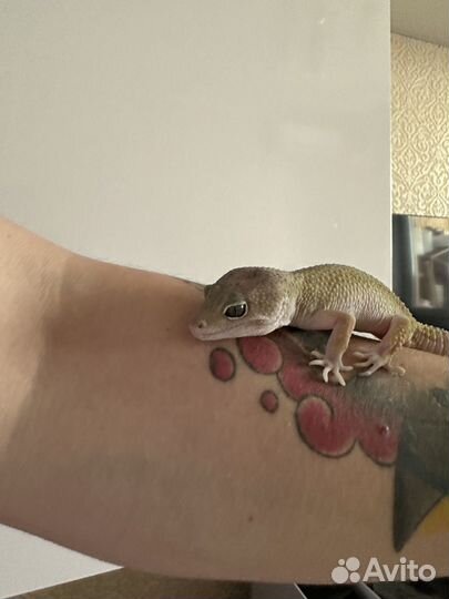 Ящерица эублефар