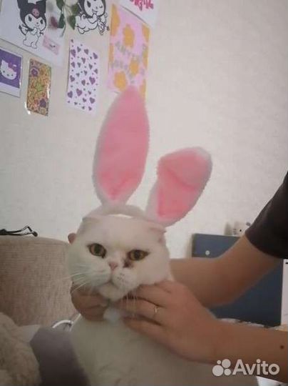 Передержка животных