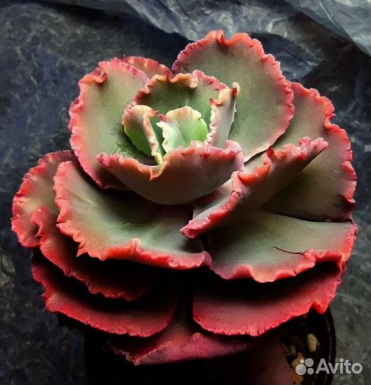 Эхеверии с наростами и капусты Часть 2