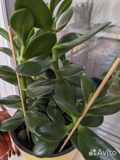 Красула толстянка