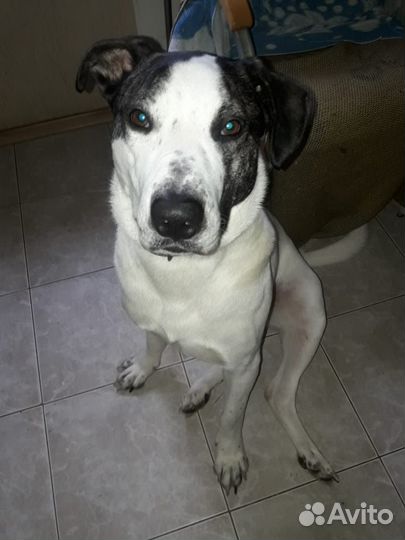 Собака амстаф