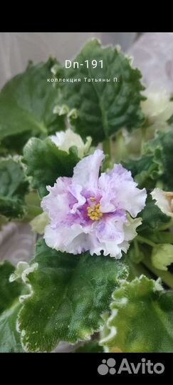 Фиалка свежесрезанный лист