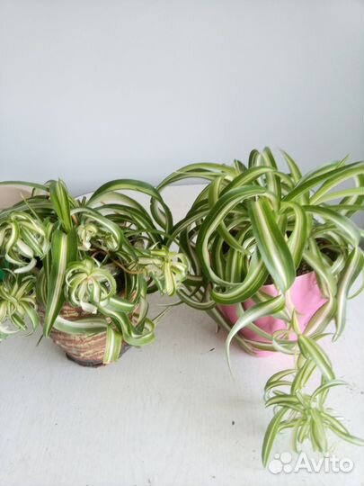 Хлорофитум кудрявый Бонни