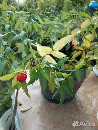 Тибетская малина саженцы