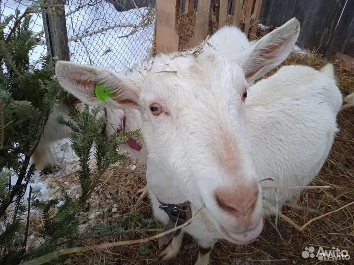 Козье молоко, сыр, масло, йогурт