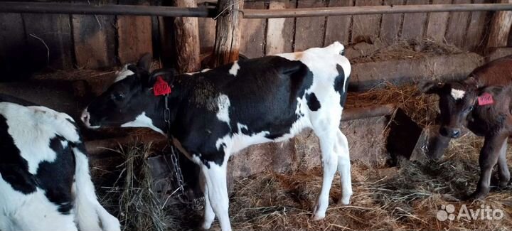 Бычки на откорм